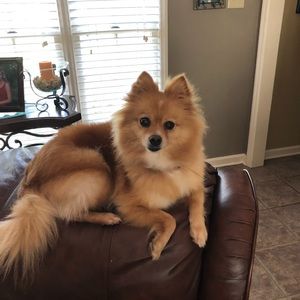 Meet your Posher, Dorothy